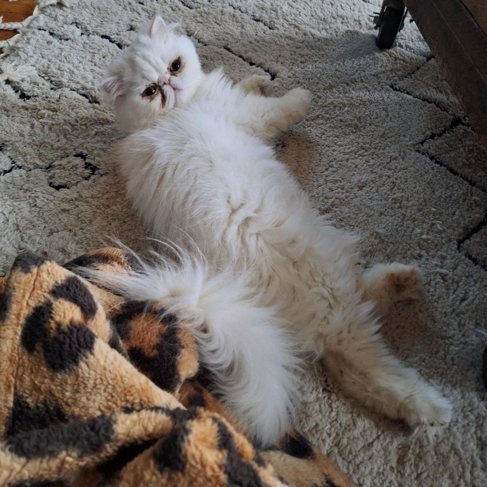Hedwig, Adopted, Adult Male Persian.