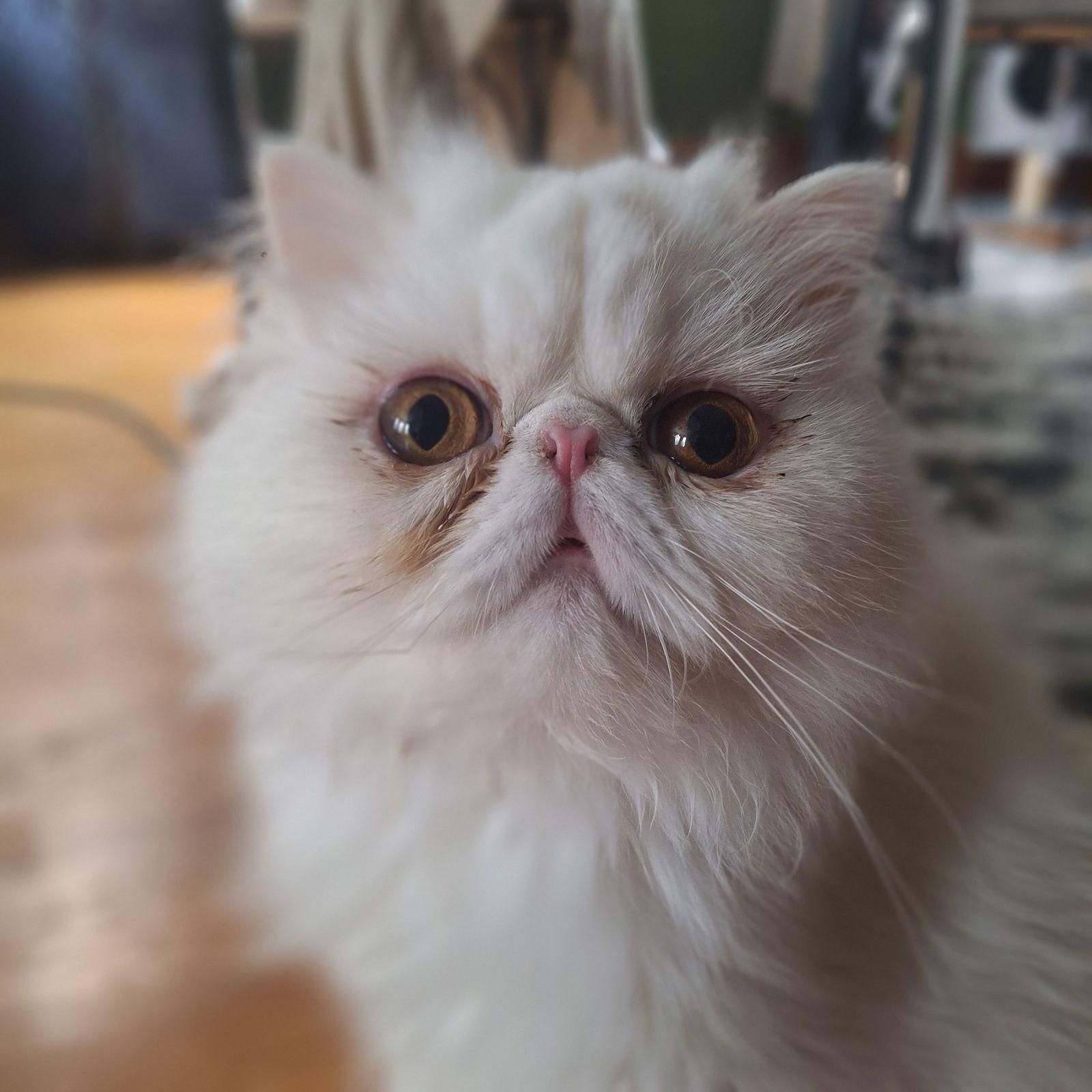 Hedwig, a Adopted Persian in Chicago, IL image 2/2
