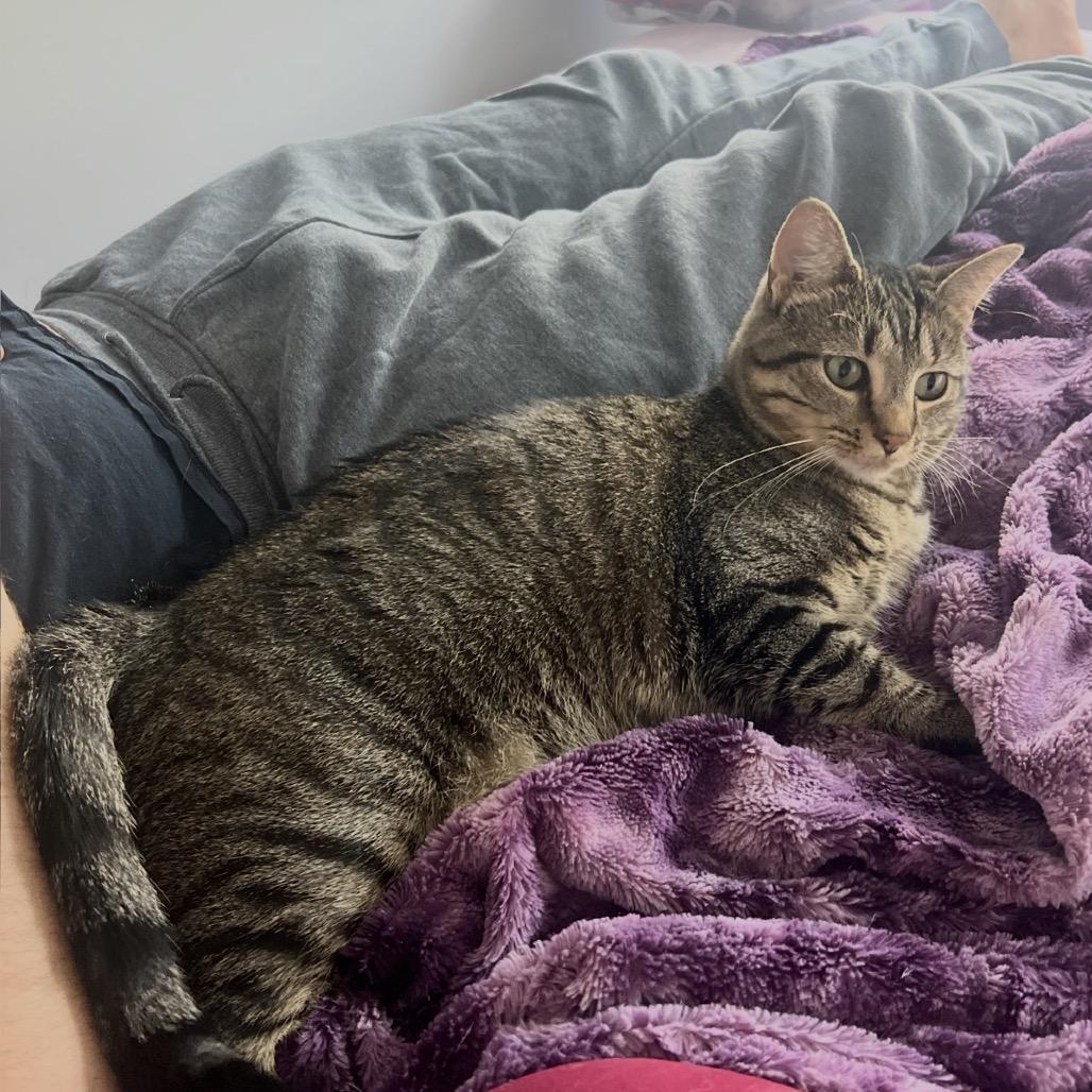 Enlarge Peppa, a Adoptable Domestic Short Hair in Ephrata, PA image 2/6