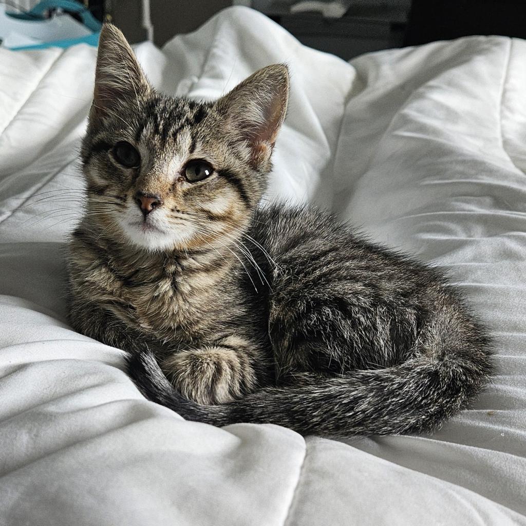 Enlarge Peppa, a Adoptable Domestic Short Hair in Ephrata, PA image 3/6