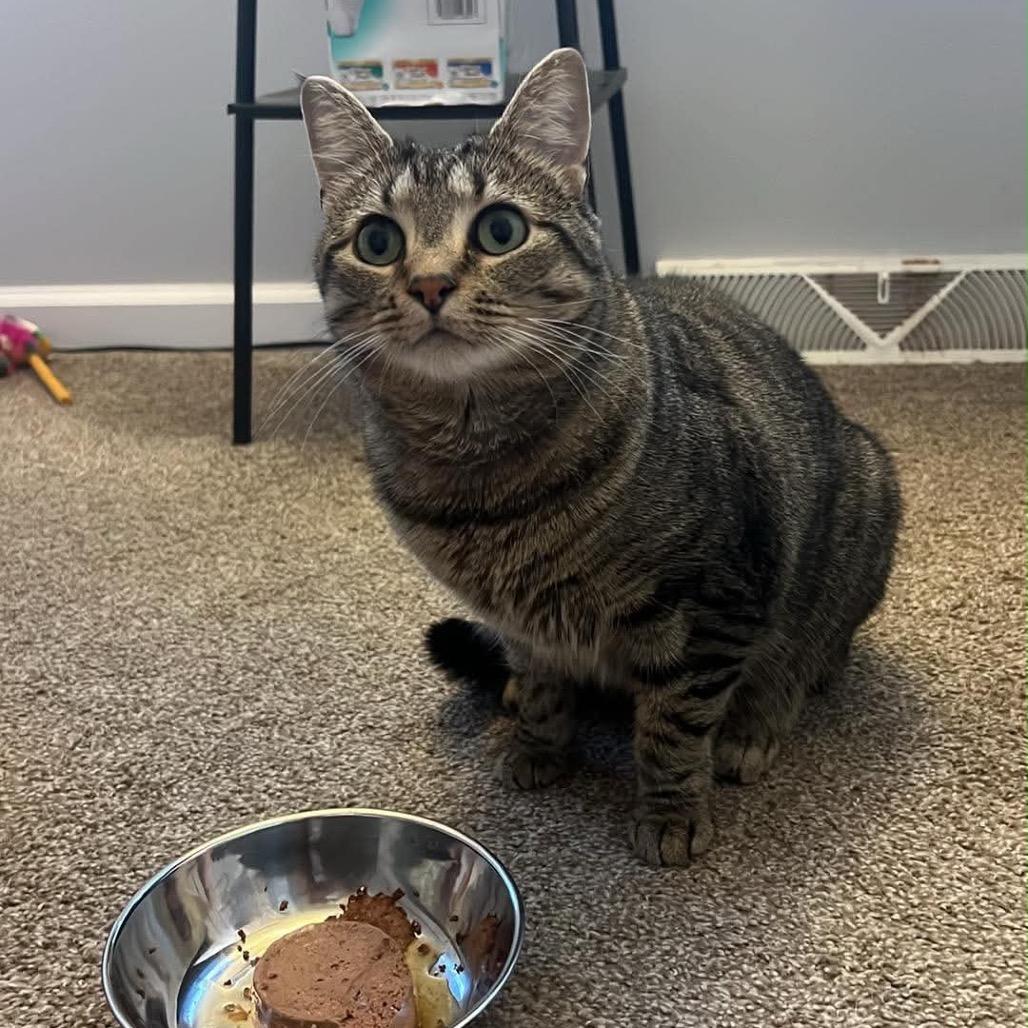 Enlarge Peppa, a Adoptable Domestic Short Hair in Ephrata, PA image 5/6