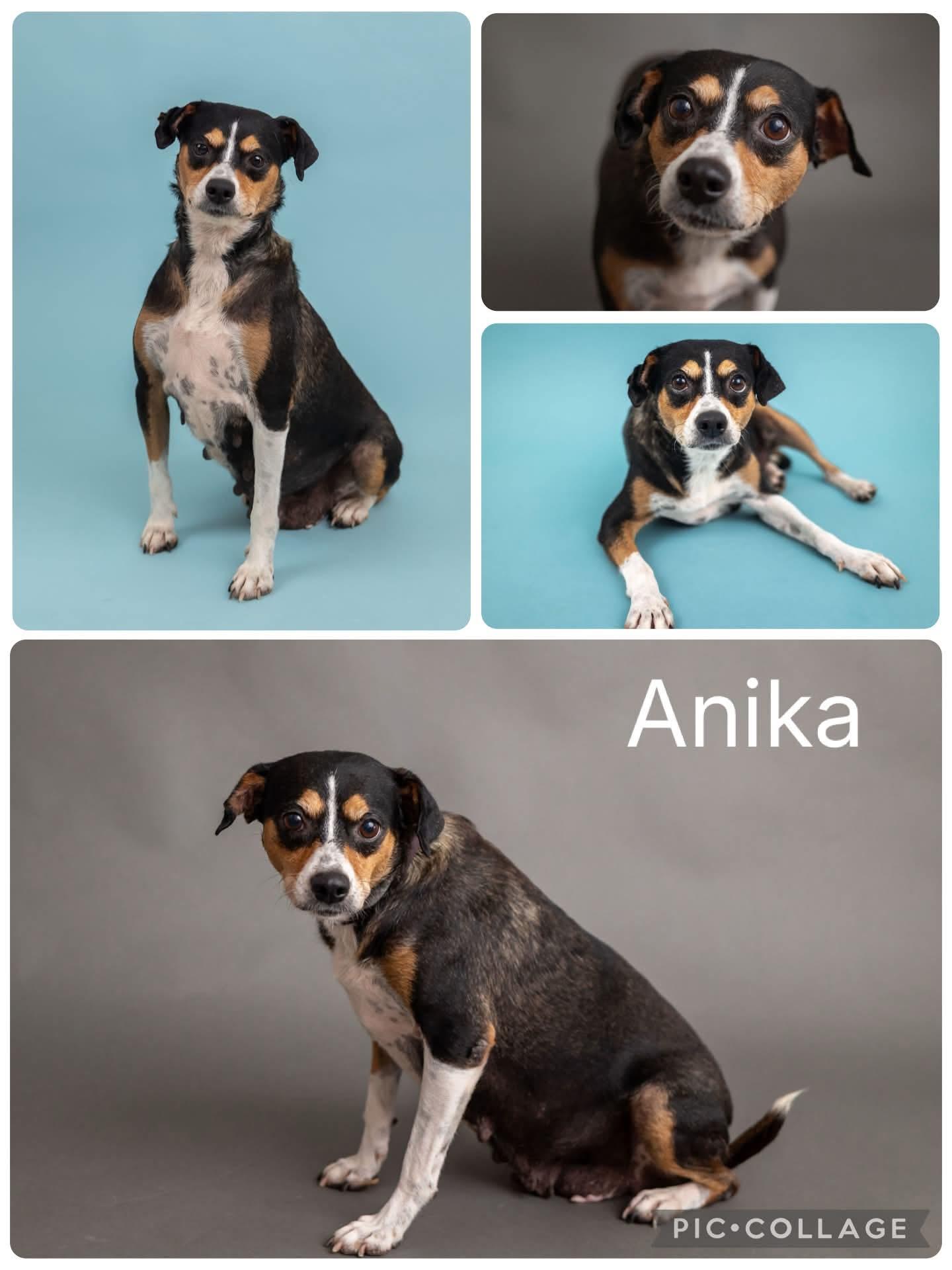 Anika, adopted, Young Female Terrier.