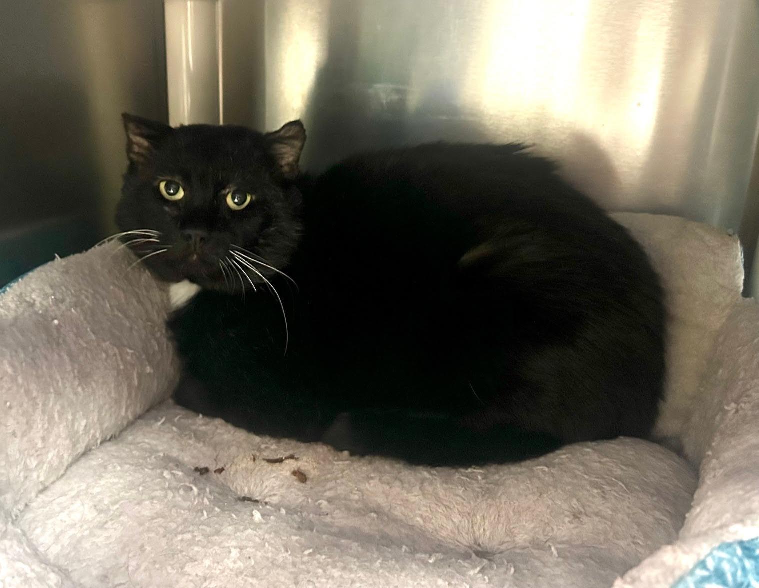 Enlarge Ranger Rick, a Adoptable Domestic Short Hair in Homer, AK image 1/2