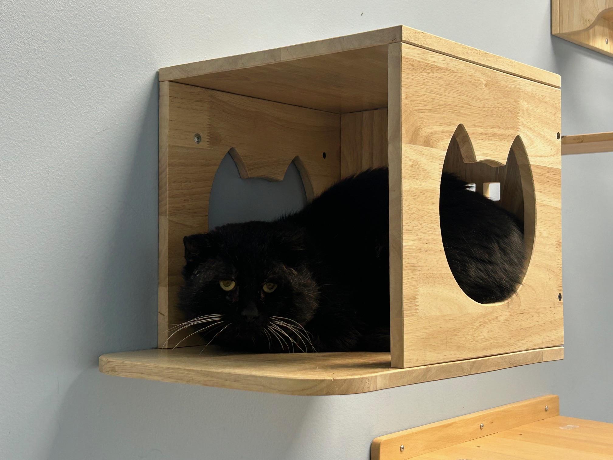 Enlarge Ranger Rick, a Adoptable Domestic Short Hair in Homer, AK image 1/1