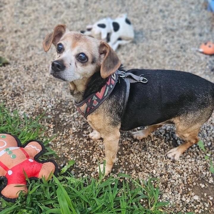 Lucy, a ADOPTABLE mixed breed in Windsor, CT image 2/2