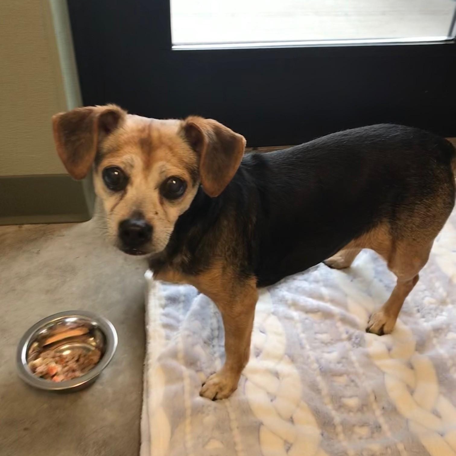 Lucy, ADOPTABLE, Senior Female Beagle & Chihuahua.