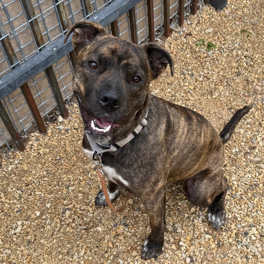 Lola, Adoptable, Young Female Pit Bull Terrier & Boxer.