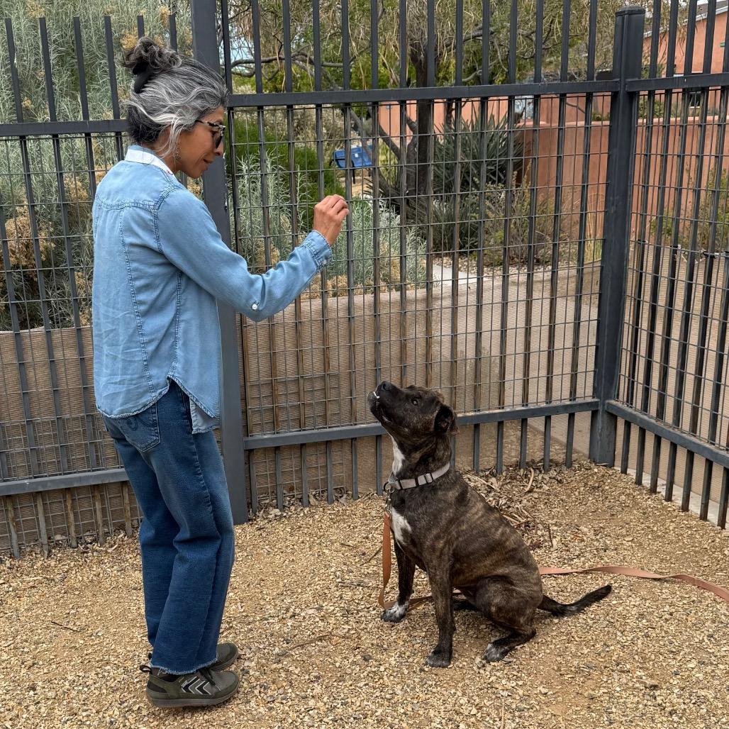 Enlarge Lola, a Adoptable mixed breed in Albuquerque, NM image 2/6