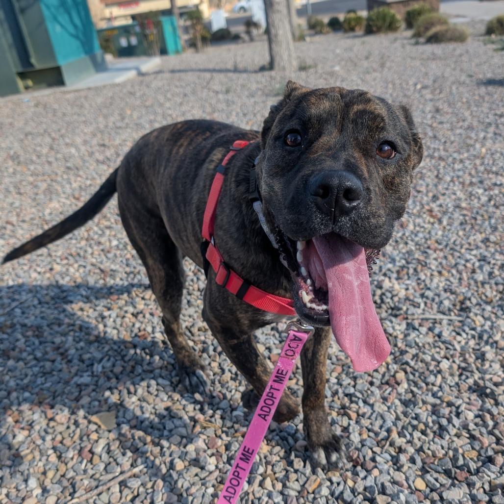 Enlarge Lola Bunny, a Adoptable mixed breed in Albuquerque, NM image 1/2