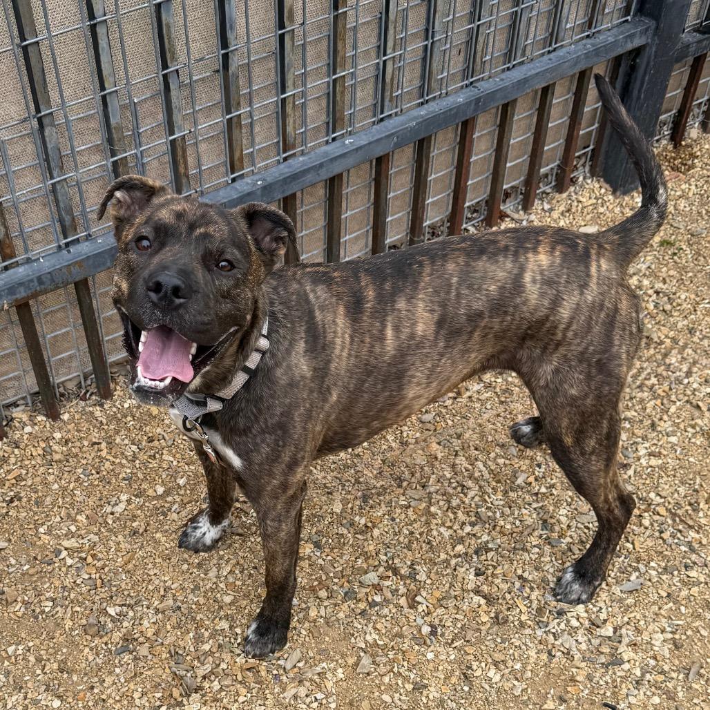 Enlarge Lola, a Adoptable mixed breed in Albuquerque, NM image 4/6