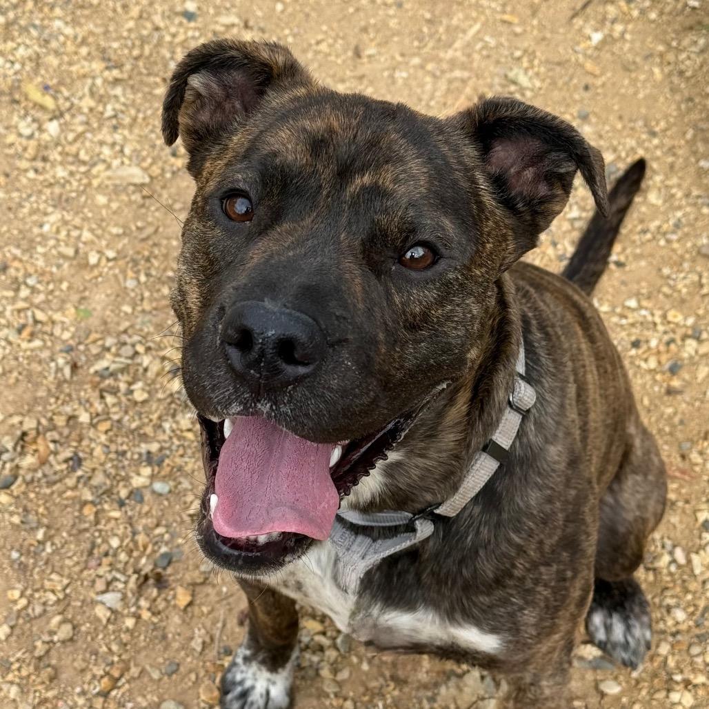 Enlarge Lola, a Adoptable mixed breed in Albuquerque, NM image 5/6