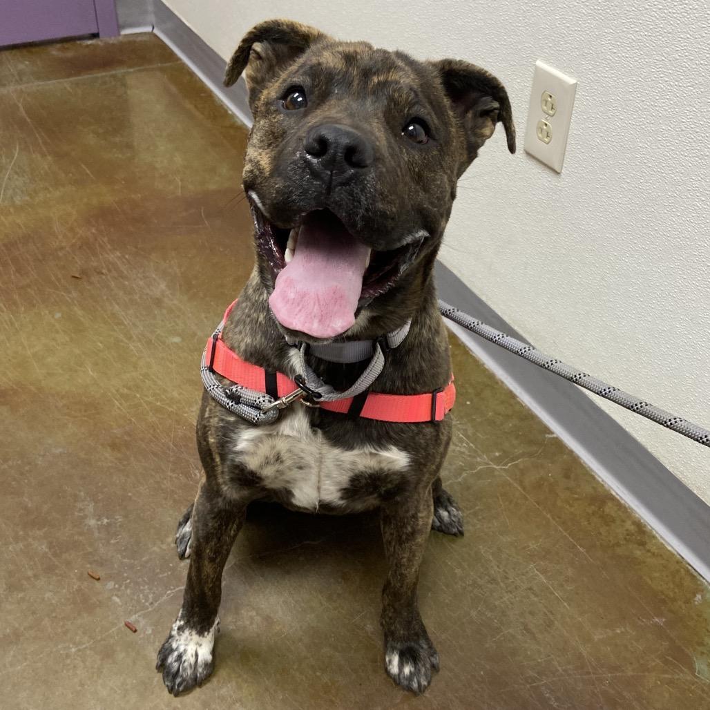 Enlarge Lola Bunny, a Adoptable mixed breed in Albuquerque, NM image 2/2