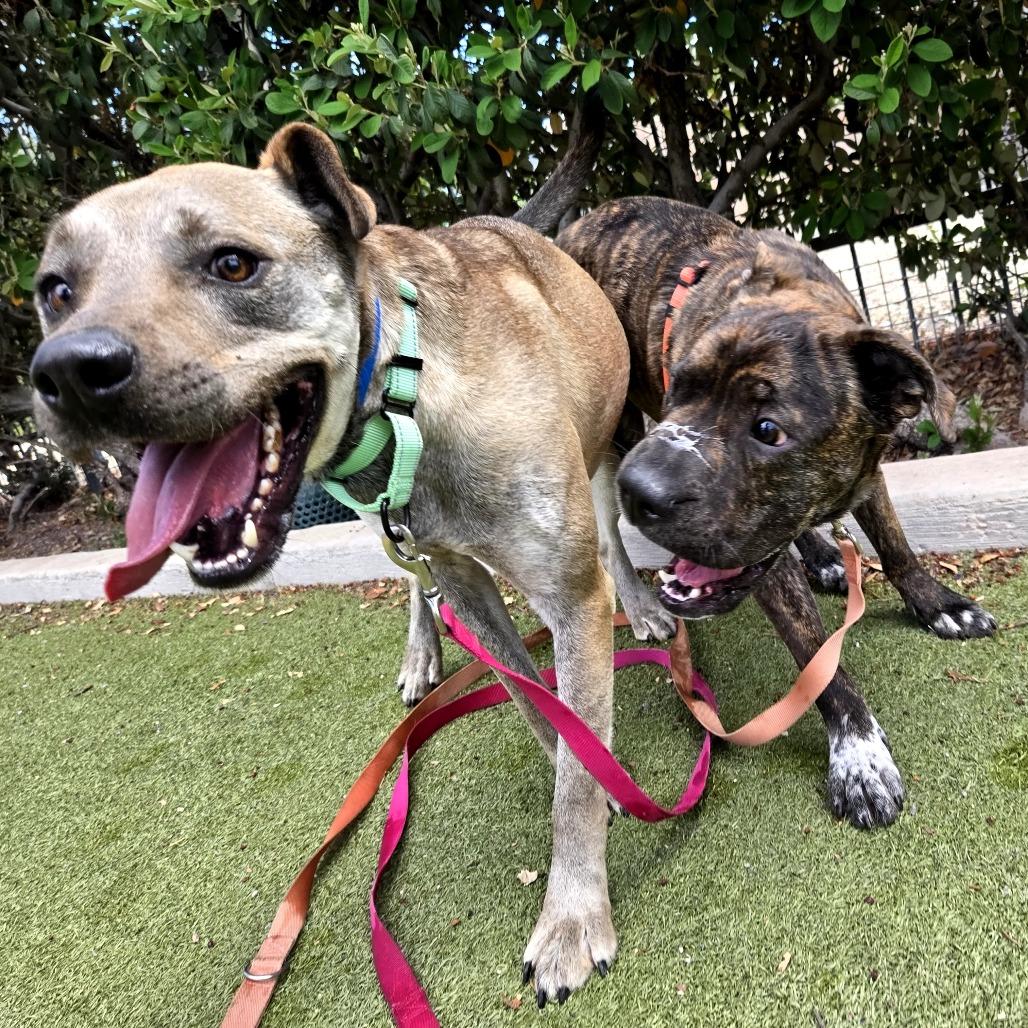 Enlarge Lola, a Adoptable mixed breed in Albuquerque, NM image 6/6