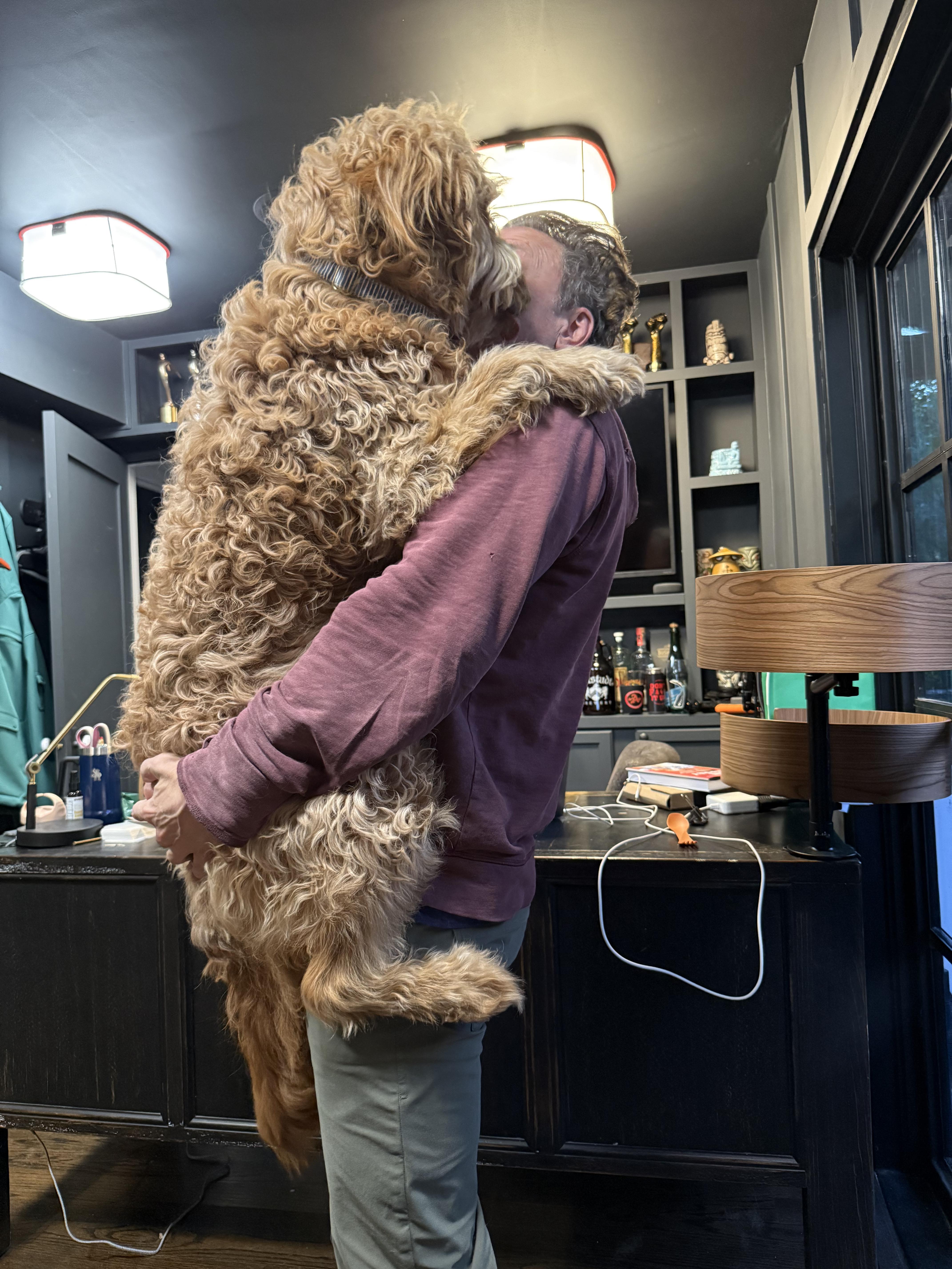 Enlarge Barley Bear, a ADOPTABLE Goldendoodle in Studio City, CA image 5/5