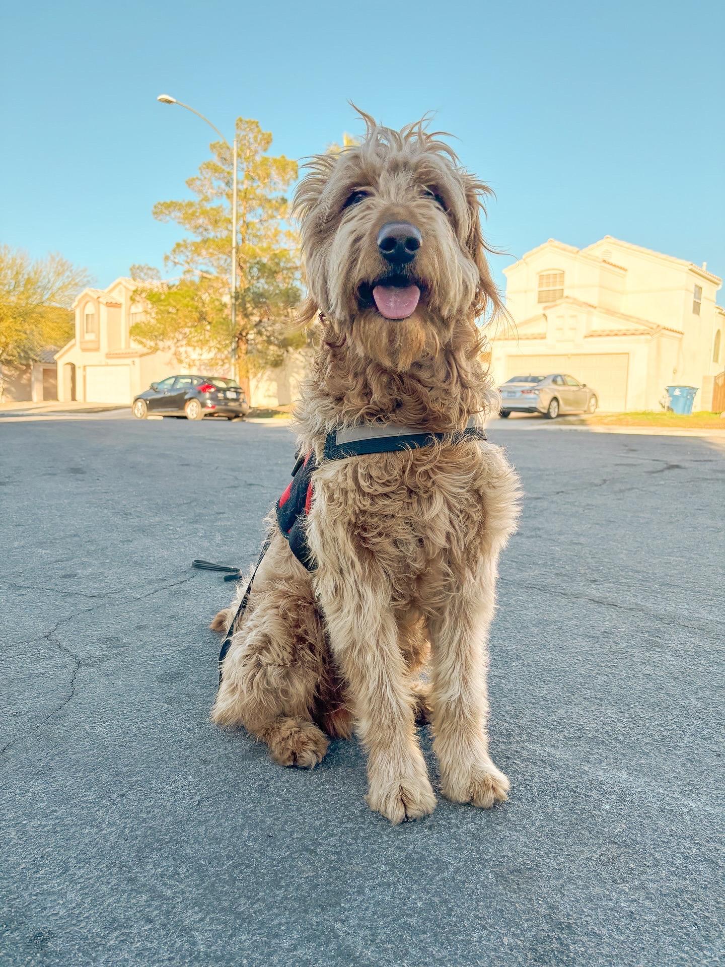 Enlarge Barley Bear, a ADOPTABLE Goldendoodle in Studio City, CA image 3/5