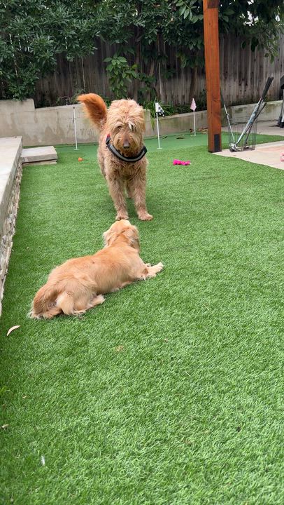 Enlarge Barley Bear, a ADOPTABLE Goldendoodle in Studio City, CA video 4/5