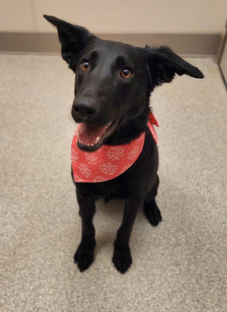 Enlarge Juliet, a Adoptable German Shepherd Dog in Superior, WI image 1/1