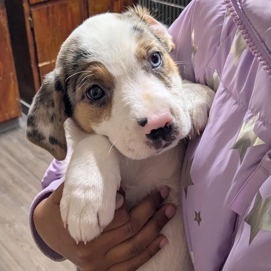 Enlarge Hardee, a Adoptable Mixed Breed in Danville, KY image 1/1