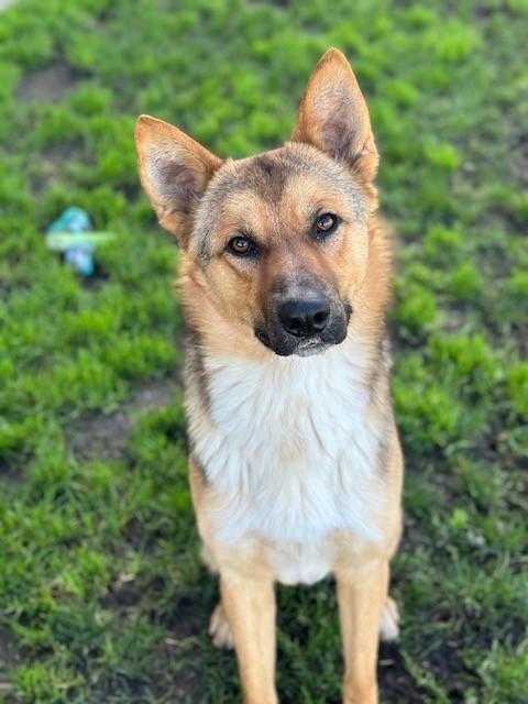 Charlie, ADOPTABLE, Adult Male German Shepherd Dog.