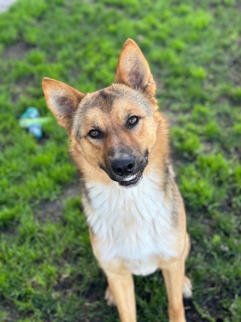 Enlarge Charlie, a ADOPTABLE mixed breed in Manteca, CA image 2/2