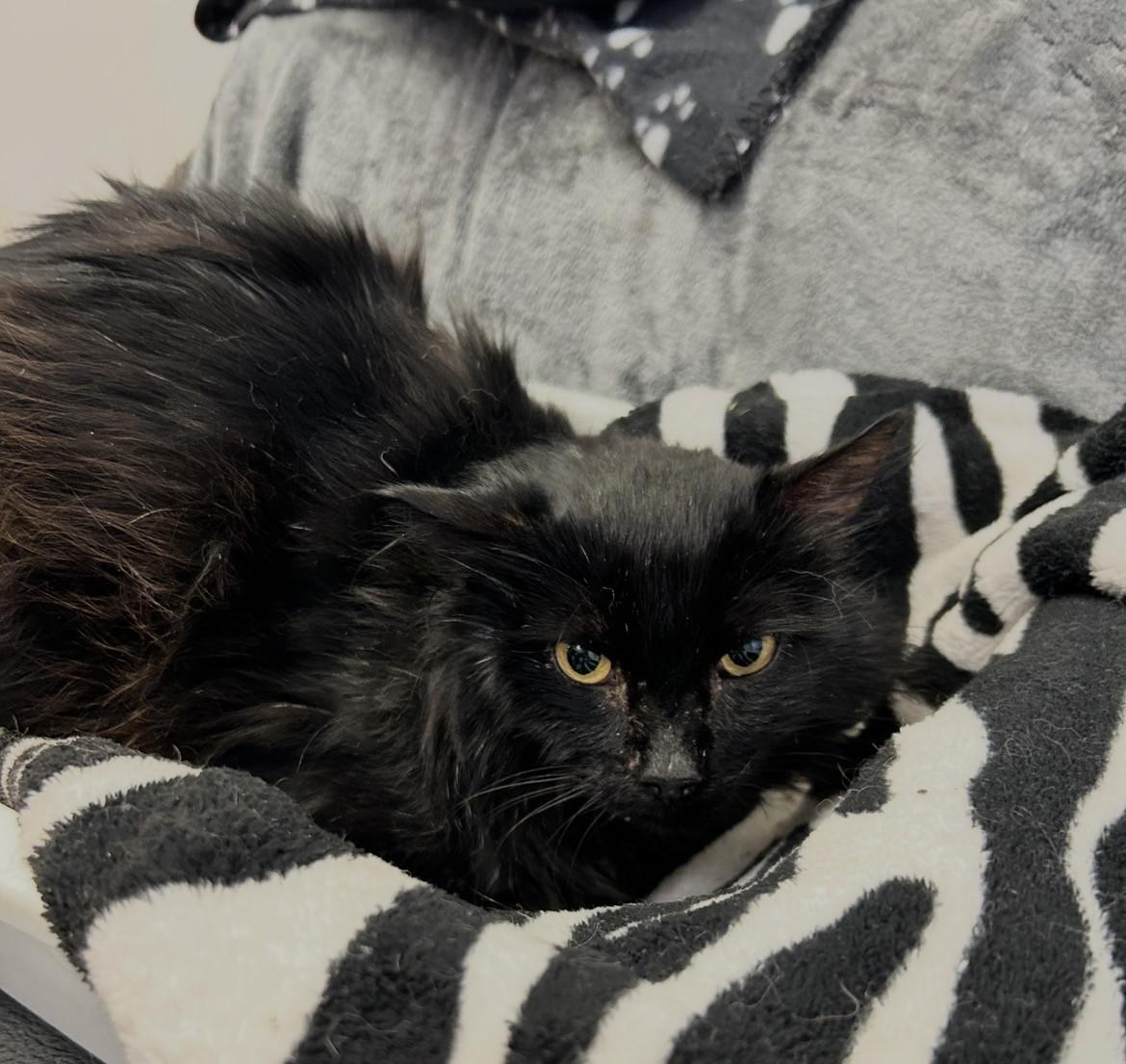 Enlarge Artizen, an adoptable Domestic Medium Hair in Maple Ridge, BC image 3/3