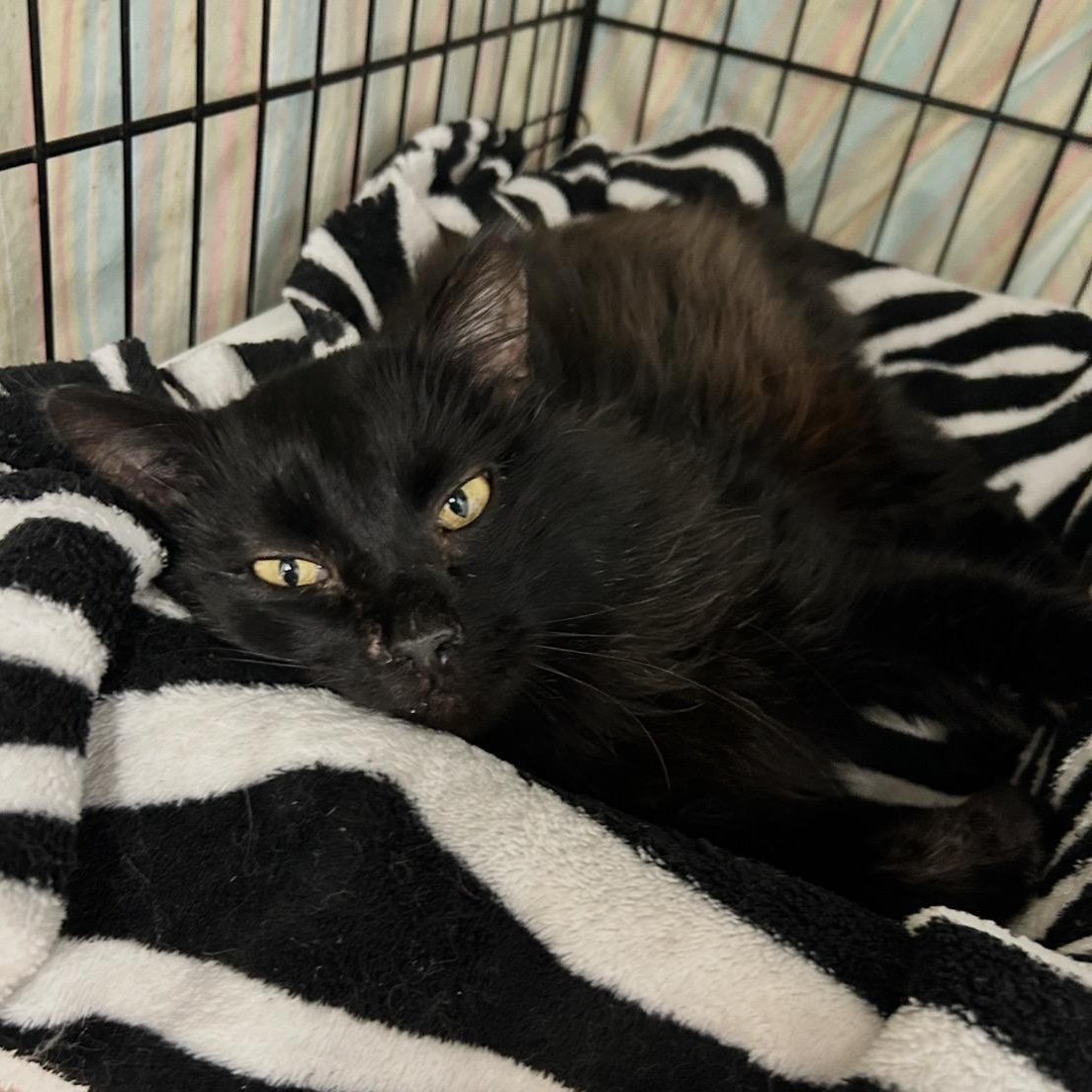 Enlarge Artizen, an adoptable Domestic Medium Hair in Maple Ridge, BC image 1/3