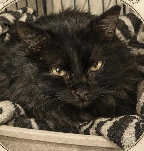 Enlarge Artizen, an adoptable Domestic Medium Hair in Maple Ridge, BC image 2/3