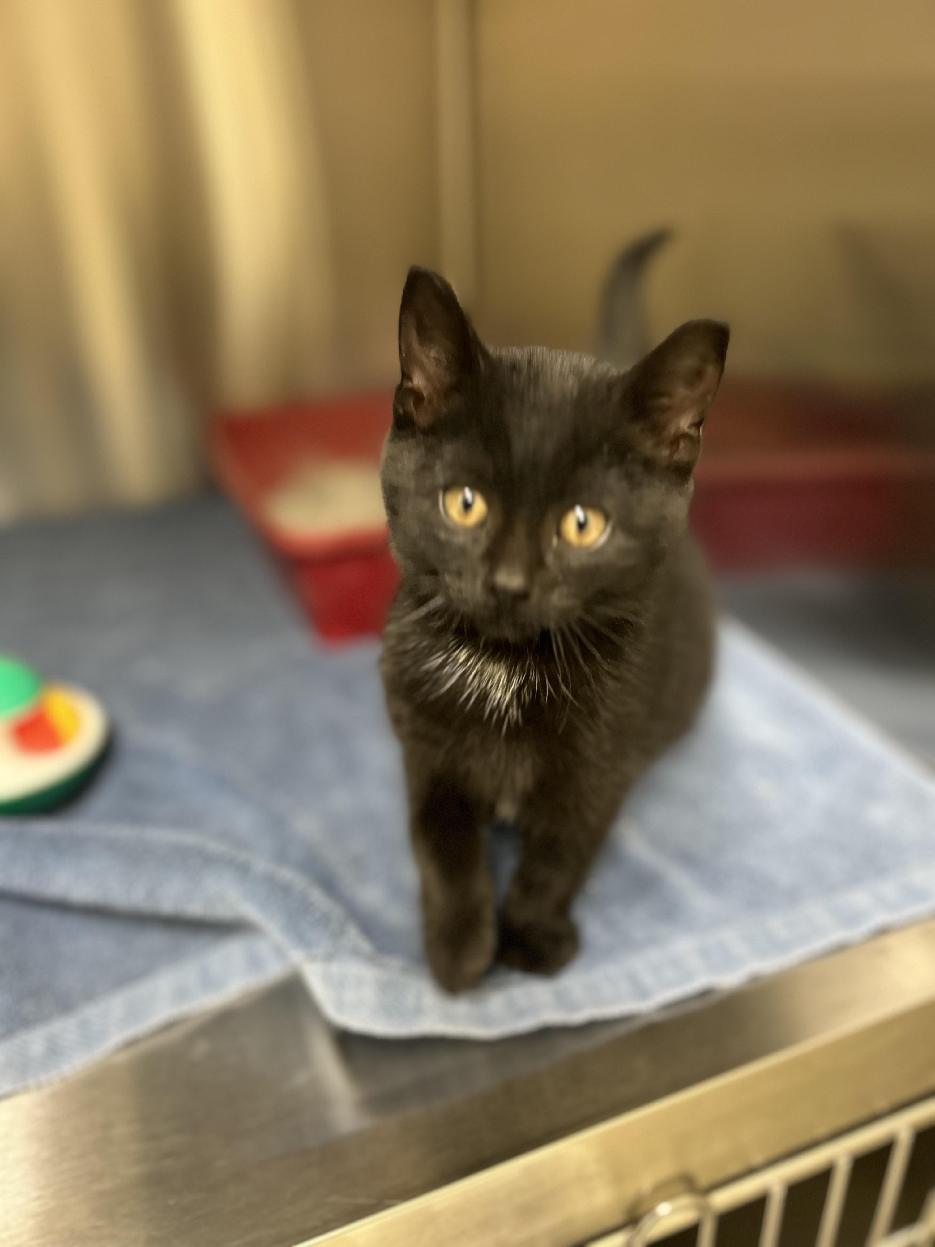 Enlarge Puma, an adopted Domestic Short Hair in Caledon, ON image 1/3