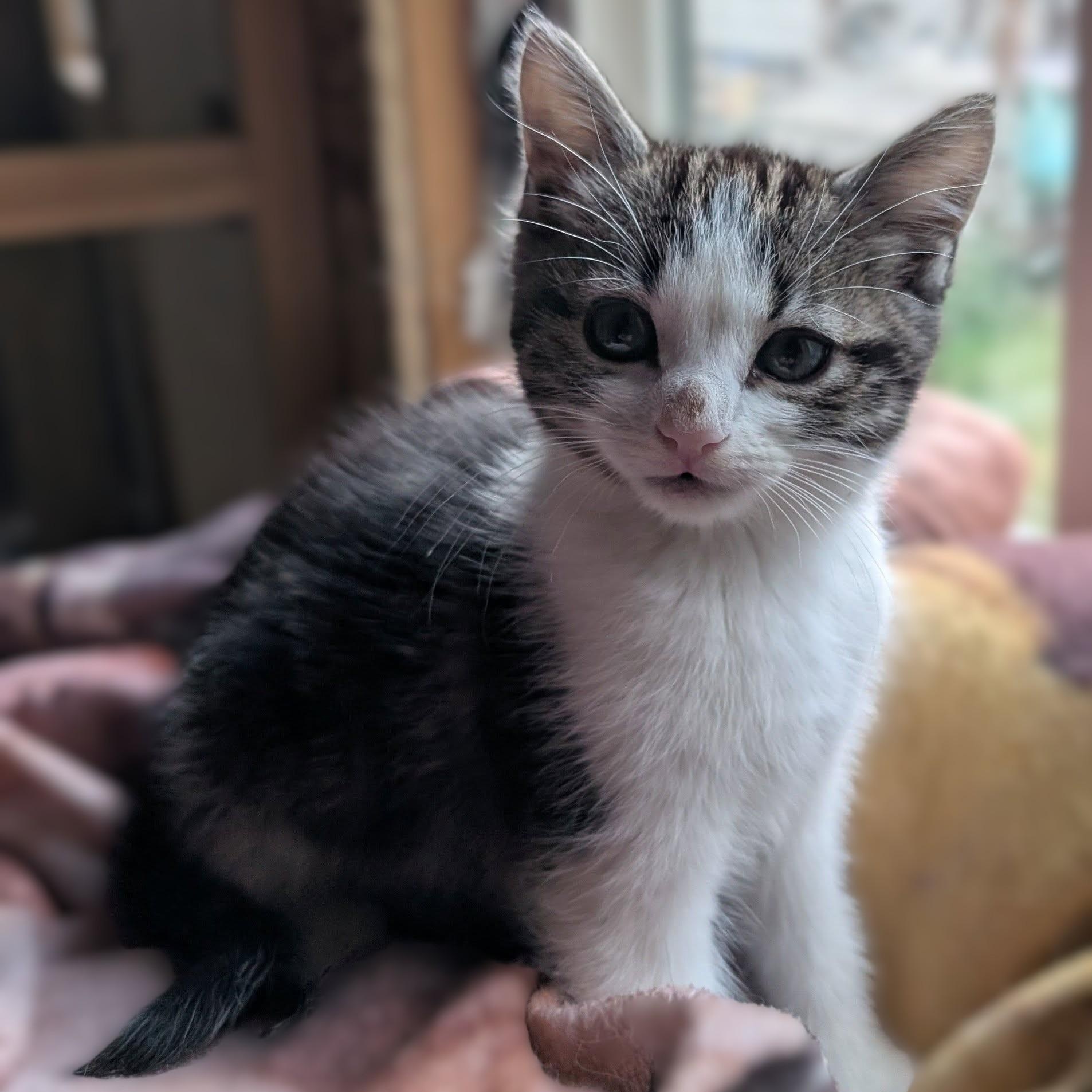 Enlarge Penny, a Adoptable mixed breed in Libby, MT image 2/5
