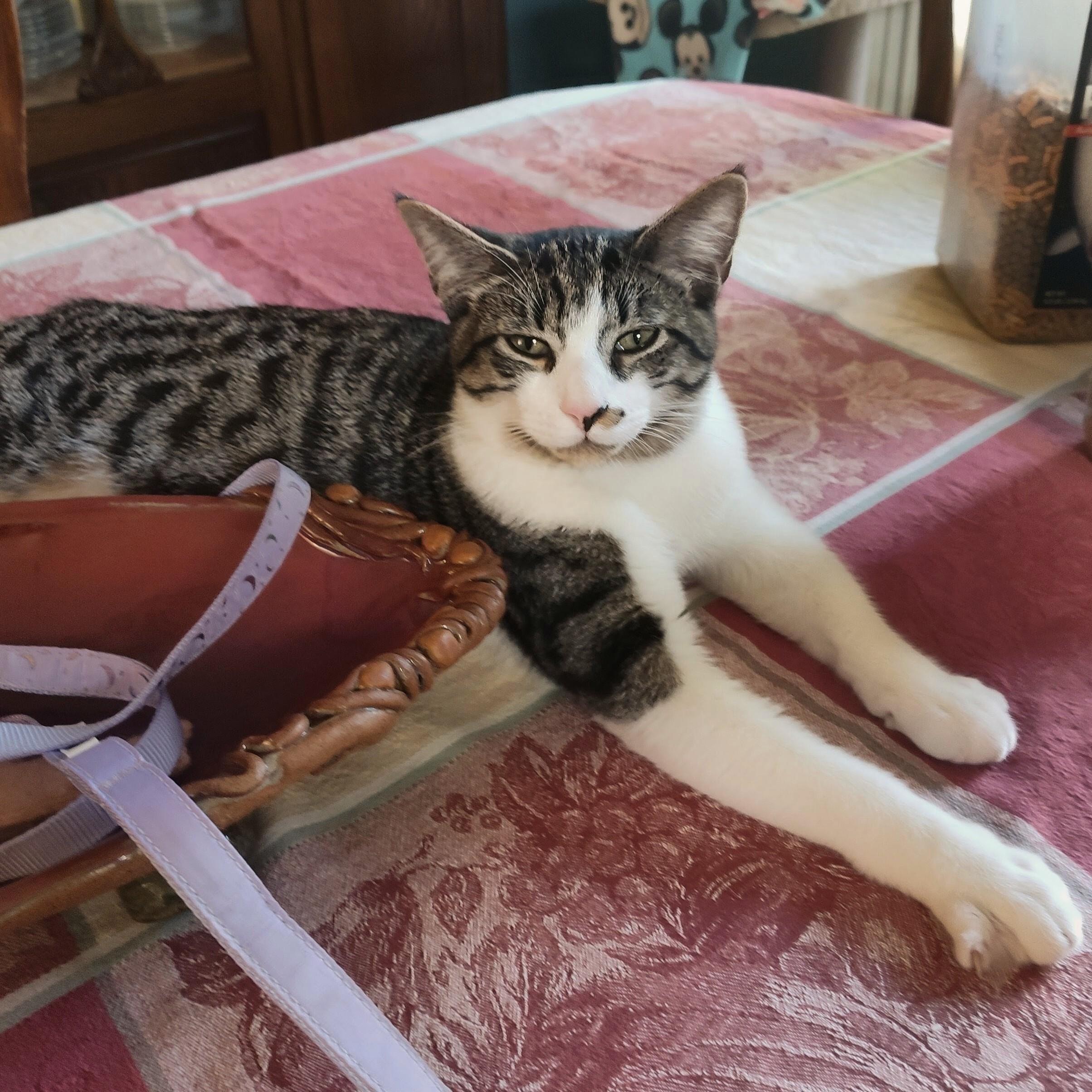 Enlarge Carmello, a Adoptable Domestic Short Hair in Wilsonville, OR image 1/6