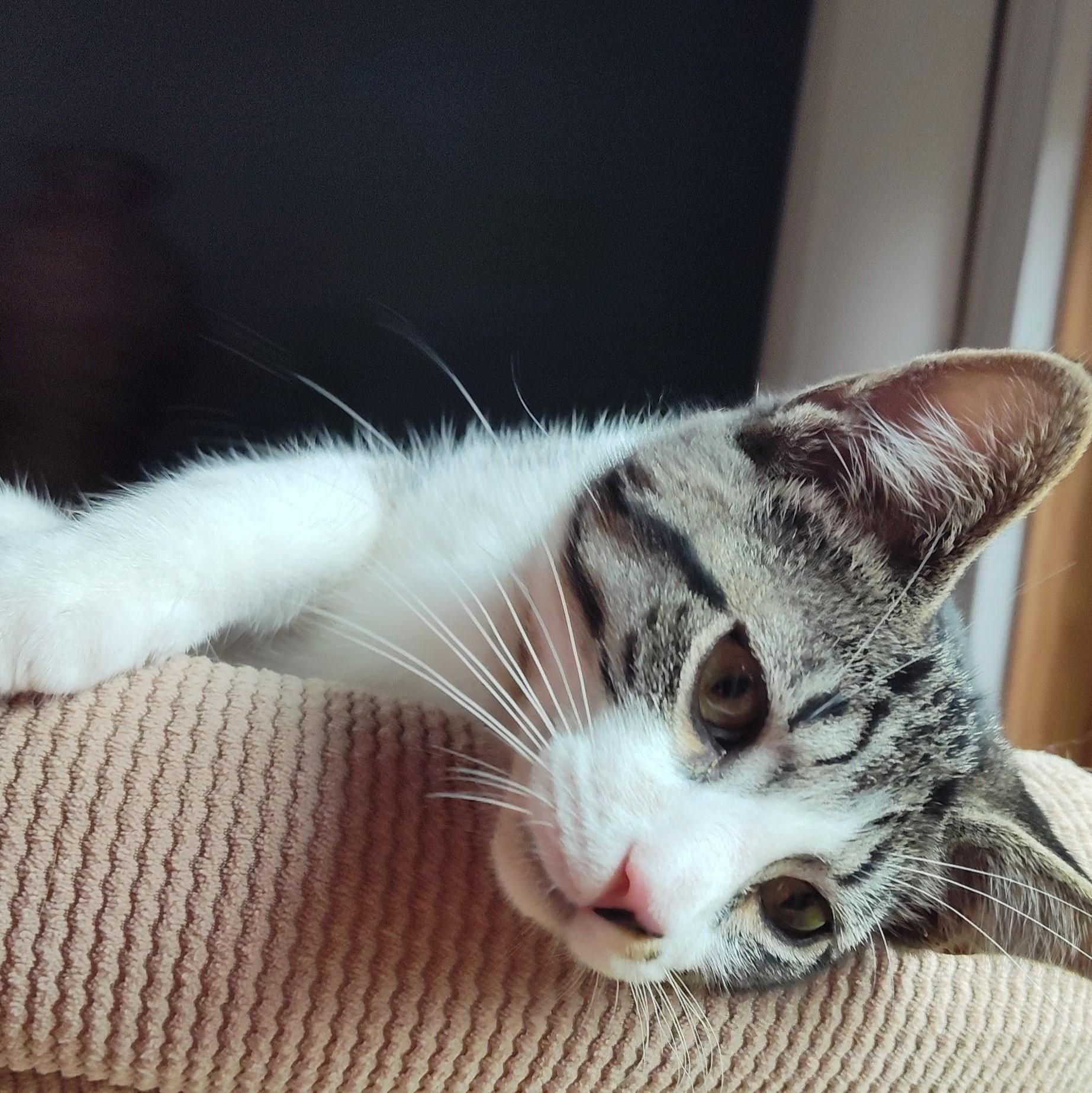 Carmello, Adoptable, Kitten Male Domestic Short Hair.