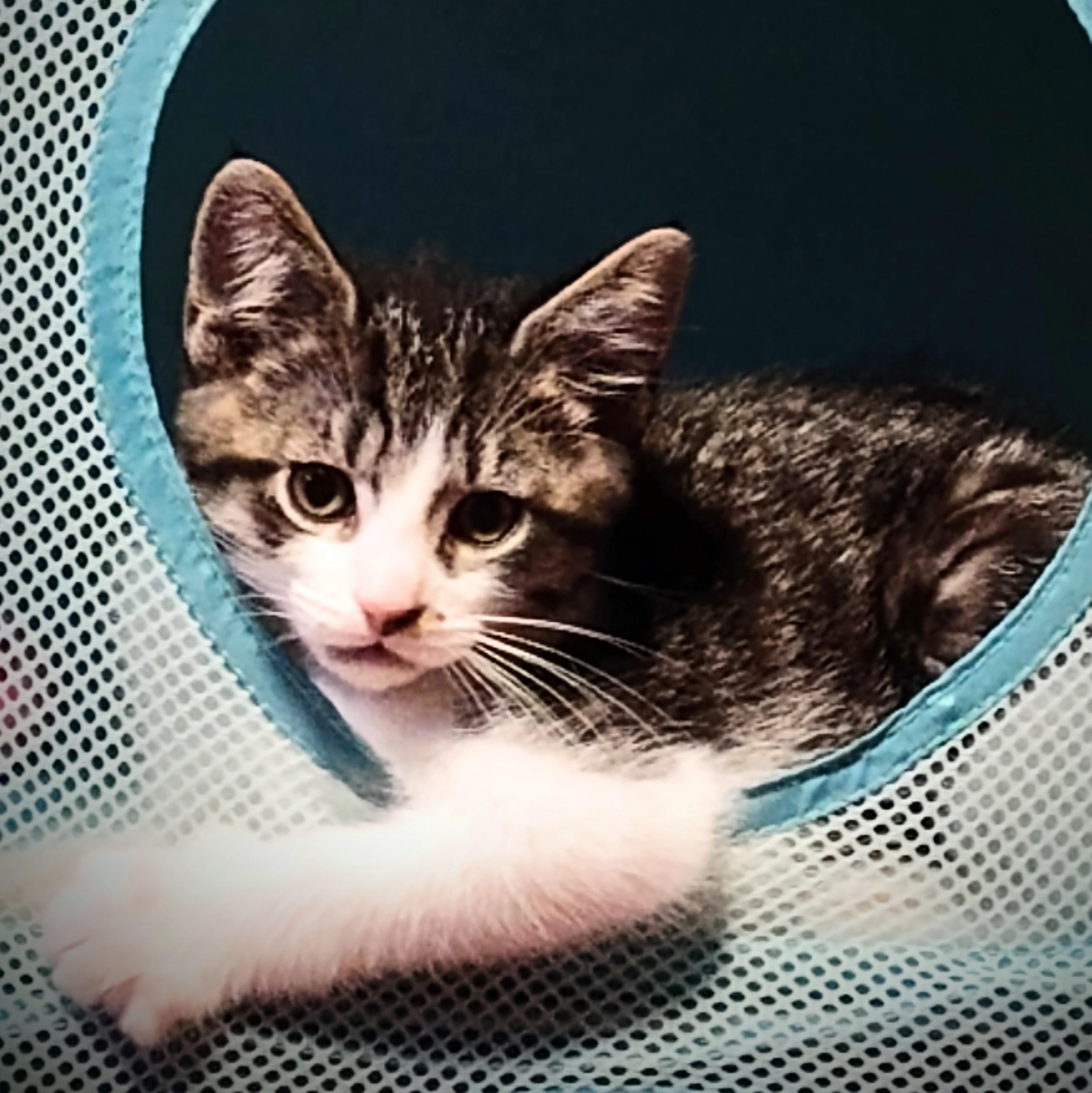 Carmello, Adoptable, Kitten Male Domestic Short Hair.