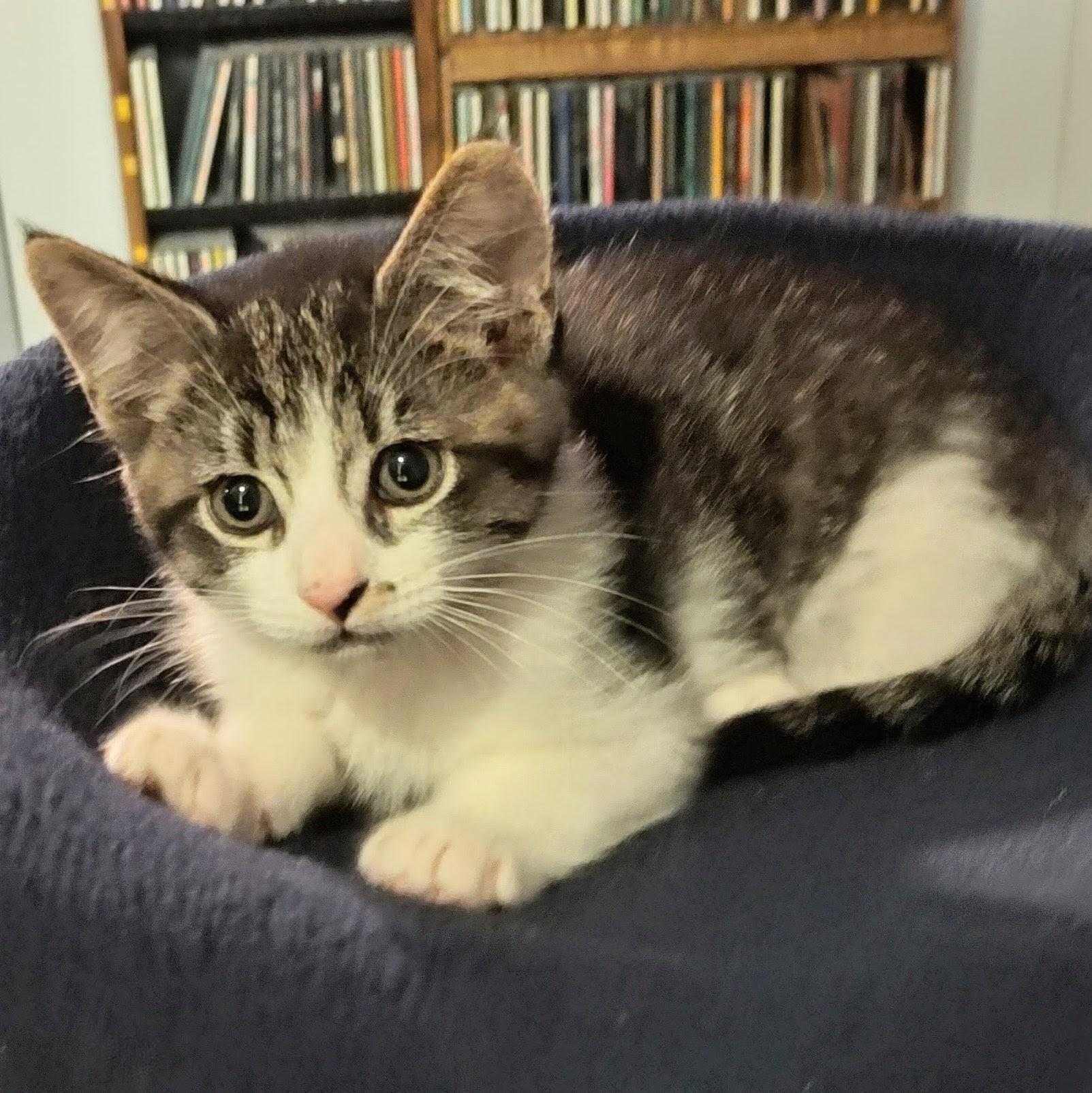 Carmello, a Adoptable Domestic Short Hair in Wilsonville, OR image 2/4