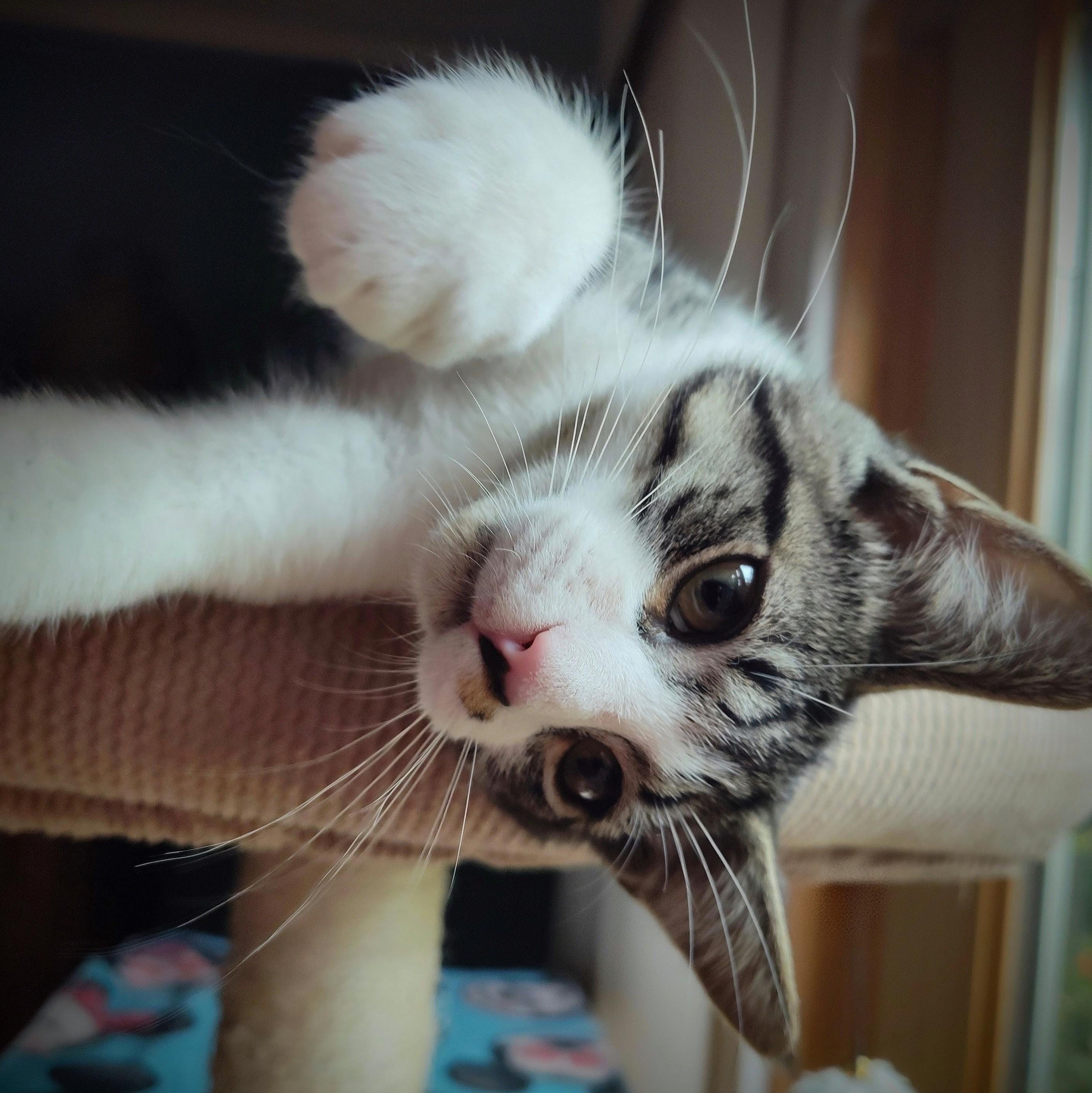 Carmello, a Adoptable Domestic Short Hair in Wilsonville, OR image 2/5