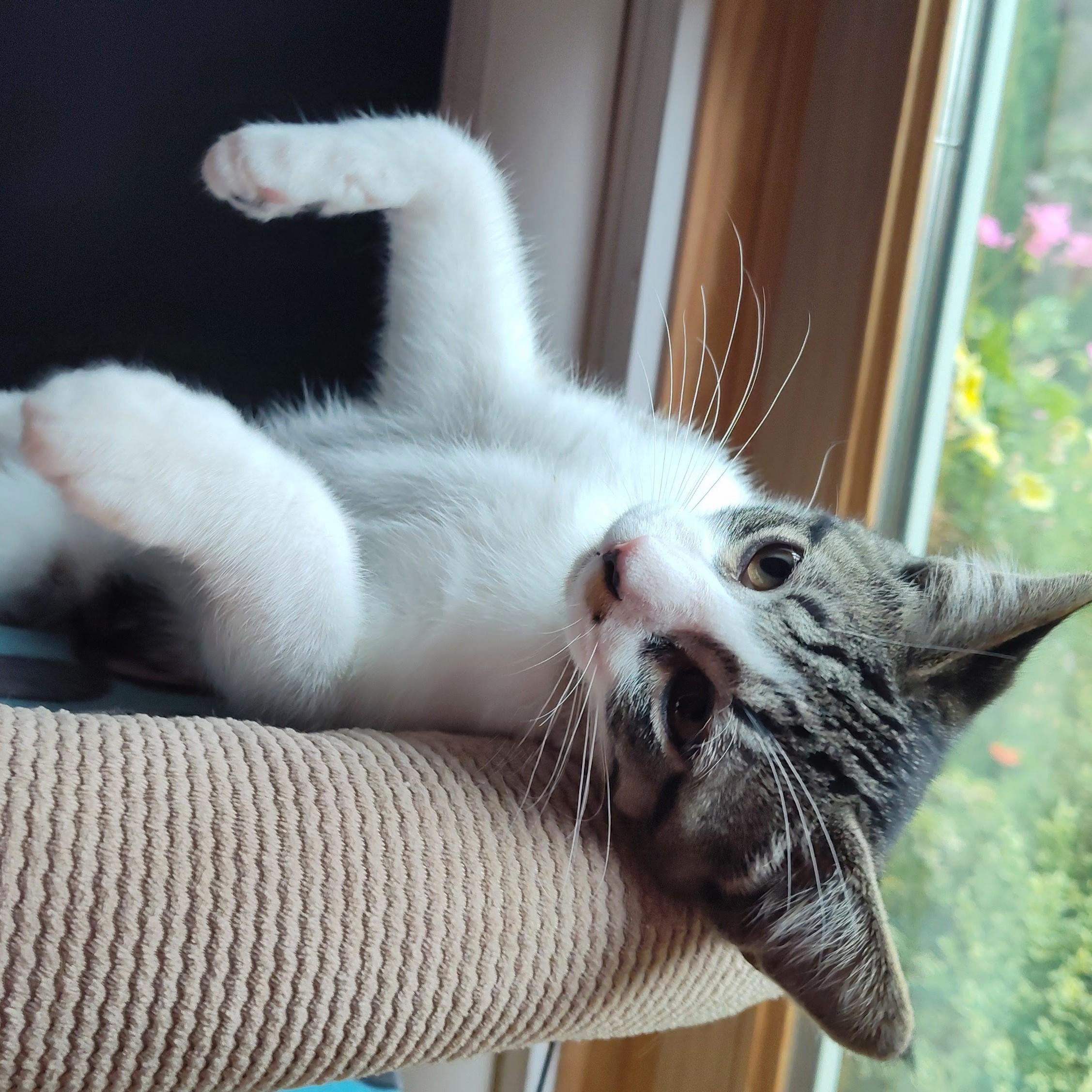 Carmello, a Adoptable Domestic Short Hair in Wilsonville, OR image 4/5