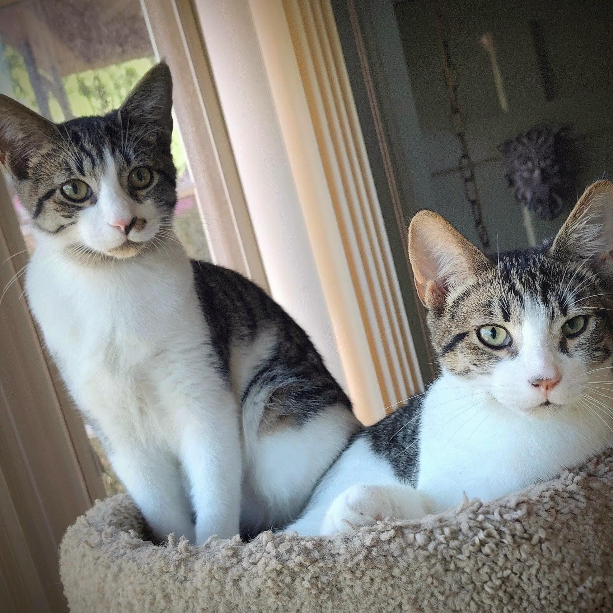 Enlarge Carmello, a Adoptable Domestic Short Hair in Wilsonville, OR image 5/6
