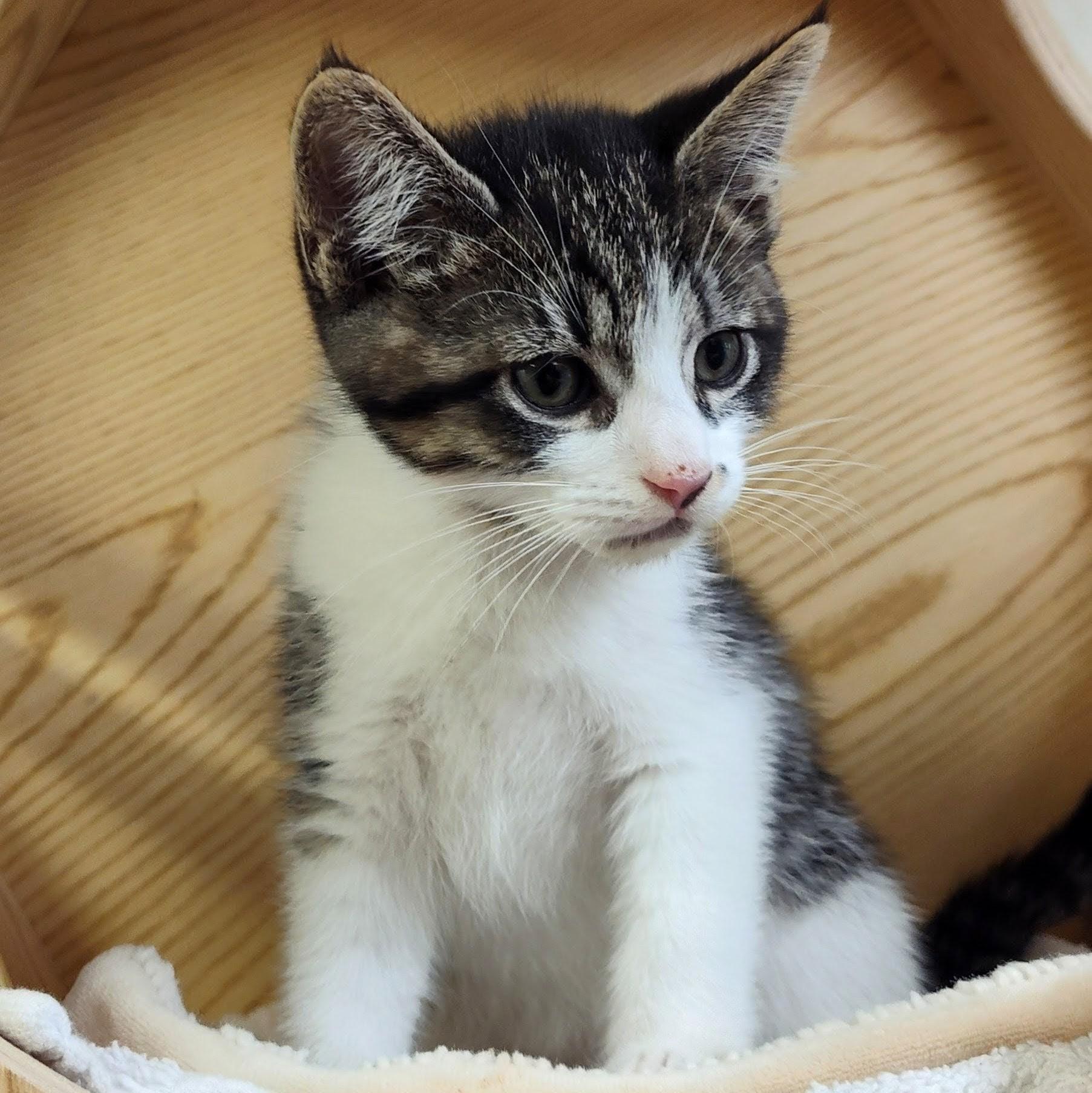 Carmello, a Adoptable Domestic Short Hair in Wilsonville, OR image 3/4