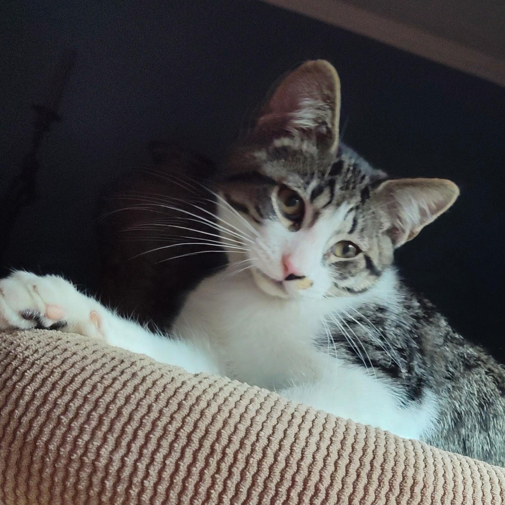 Carmello, a Adoptable Domestic Short Hair in Wilsonville, OR image 5/5