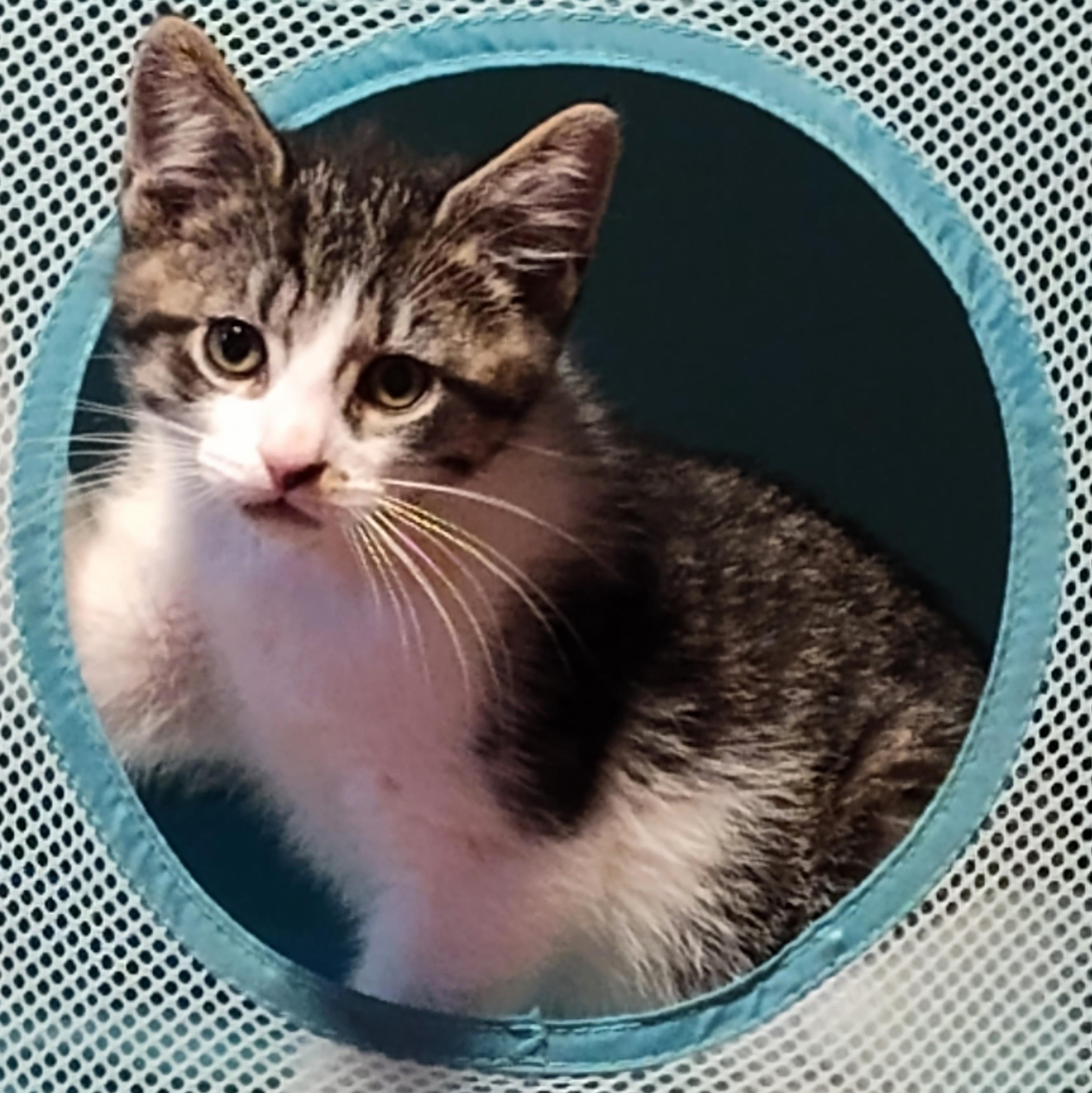 Carmello, a Adoptable Domestic Short Hair in Wilsonville, OR image 4/4