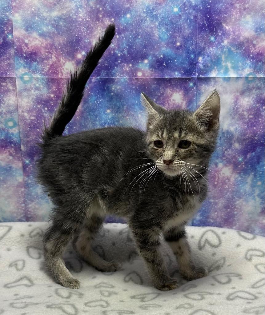 Enlarge Shadow, a Adoptable mixed breed in Washington Court House, OH image 1/2
