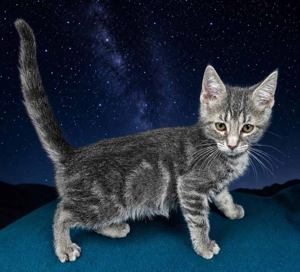 Enlarge Shadow, a Adoptable mixed breed in Washington Court House, OH image 2/2