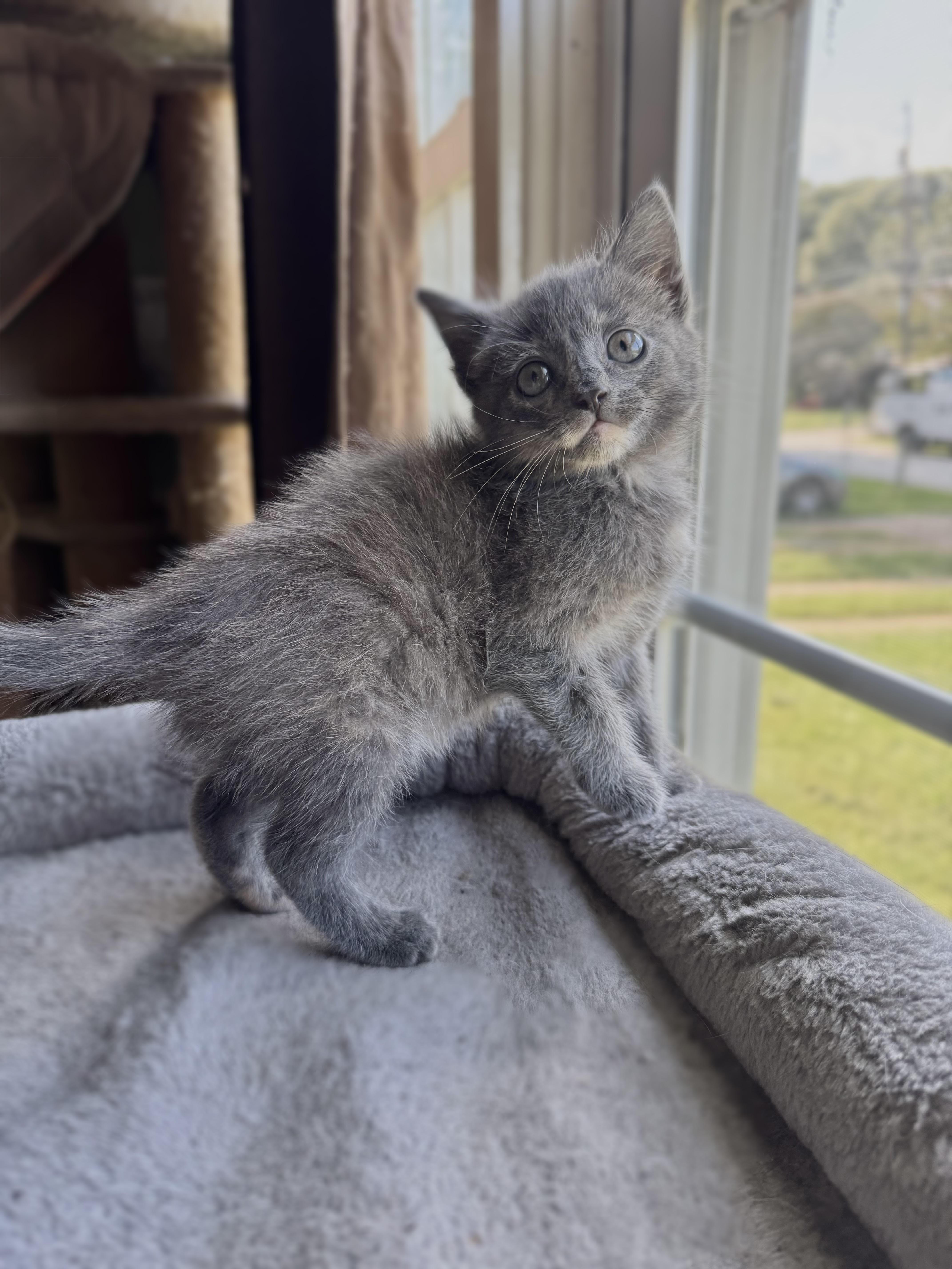 Cinnamon thumbnail 2