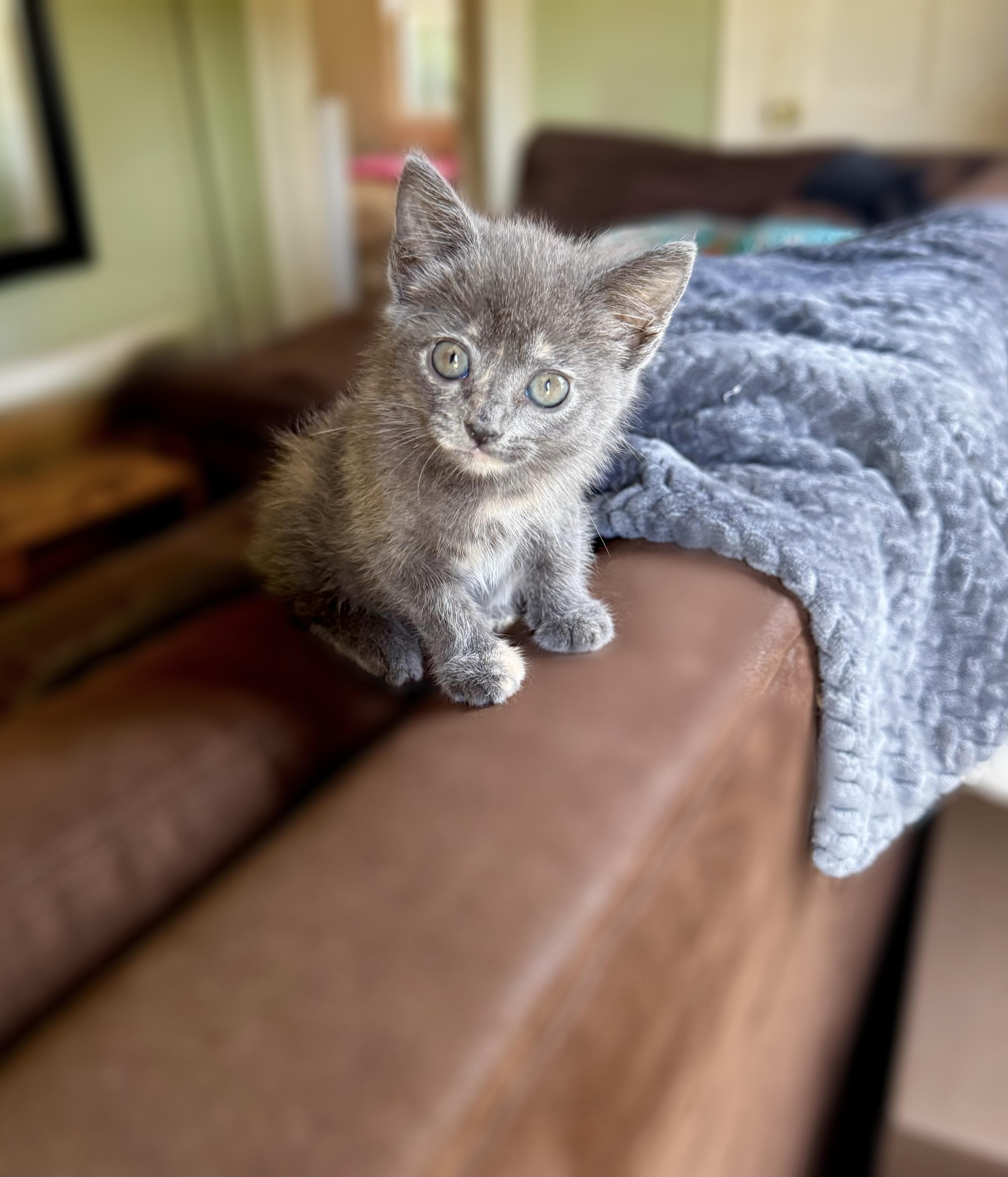 Cinnamon thumbnail 3