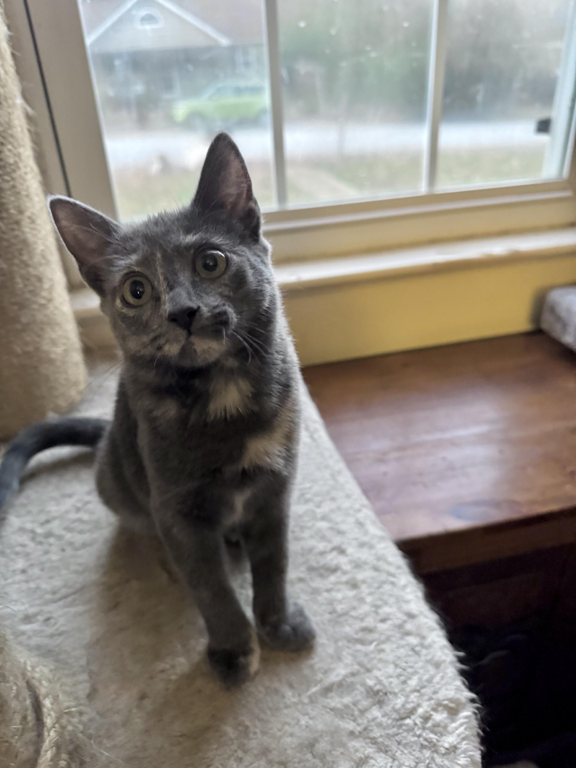 Cinnamon thumbnail 4