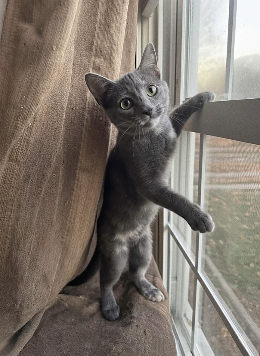 Cinnamon, Adoptable, Kitten Female Dilute Calico.