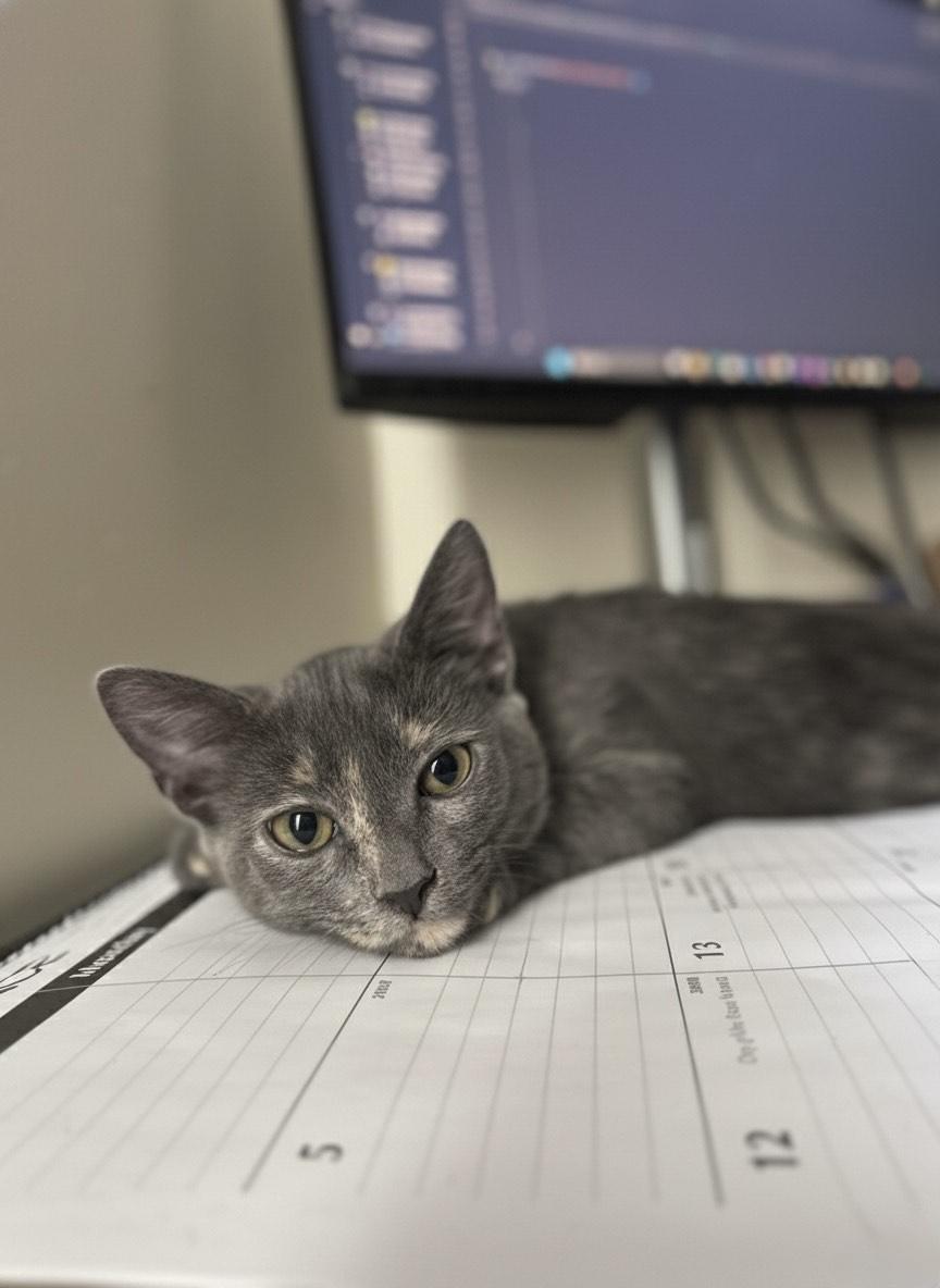 Cinnamon thumbnail 5