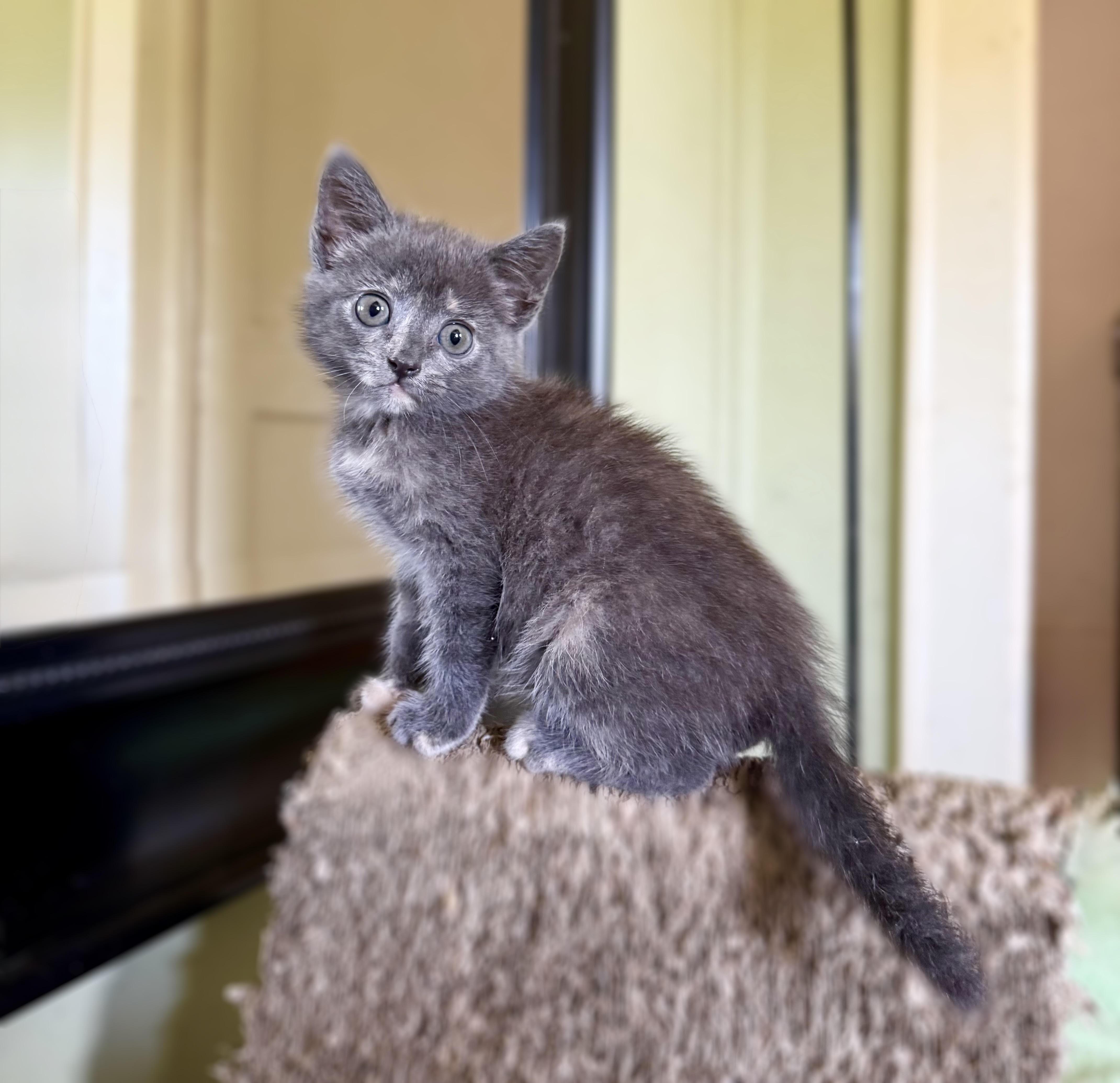 Cinnamon thumbnail 6