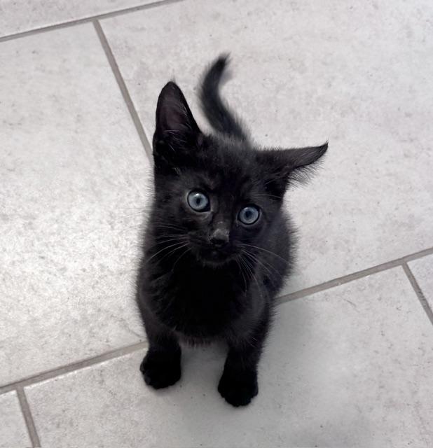 Enlarge Lugosi, a Adopted Domestic Short Hair in Seymour, TN image 2/4