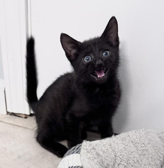 Lugosi, Adopted, Kitten Male Domestic Short Hair.