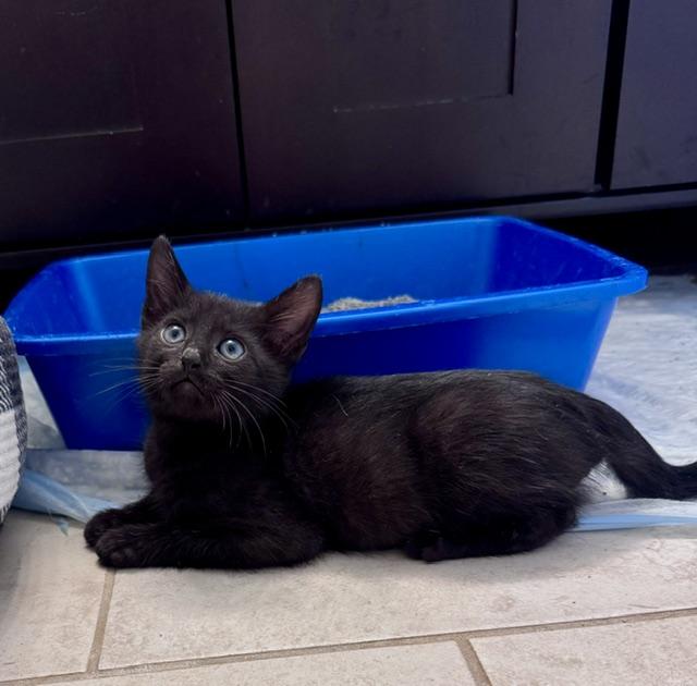 Enlarge Lugosi, a Adopted Domestic Short Hair in Seymour, TN image 4/4